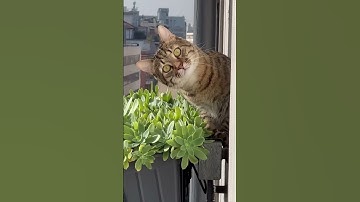 Surveillance Cat || ViralHog