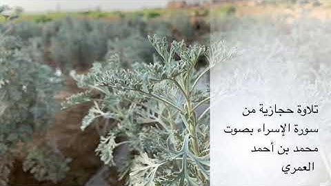 تلاوة حجازية بصوت القارئ محمد العمري من سورة الإسراء