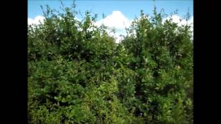 Utánkeresés A Bakony Alján, Avagy Miért Kell Jó Nagy Göbecset Lövő Fegyver Az Utánkereséshez...