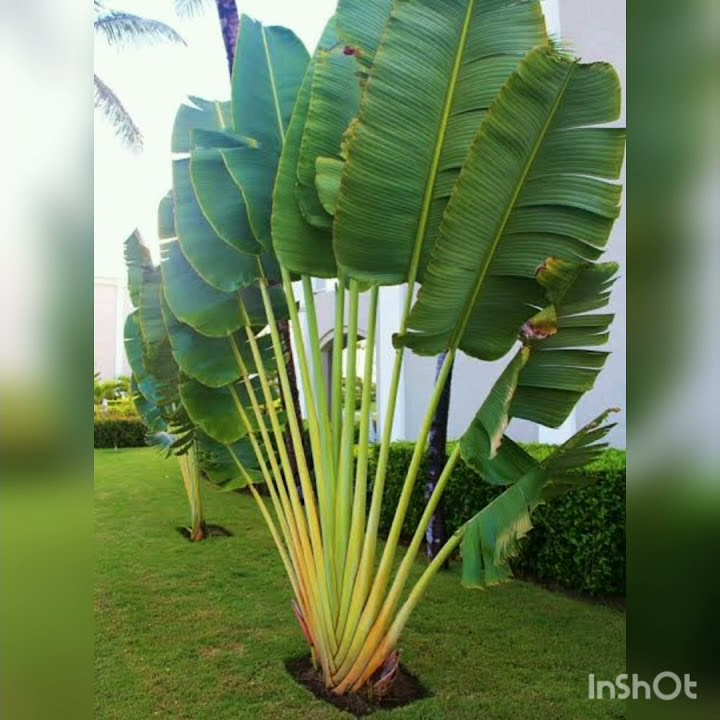 some best palm trees for landscaping