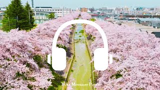 [洋楽playlist]桜の季節🌸春に聴きたいplaylist | Season of cherry blossoms | Sakura | Spling Mood🌷
