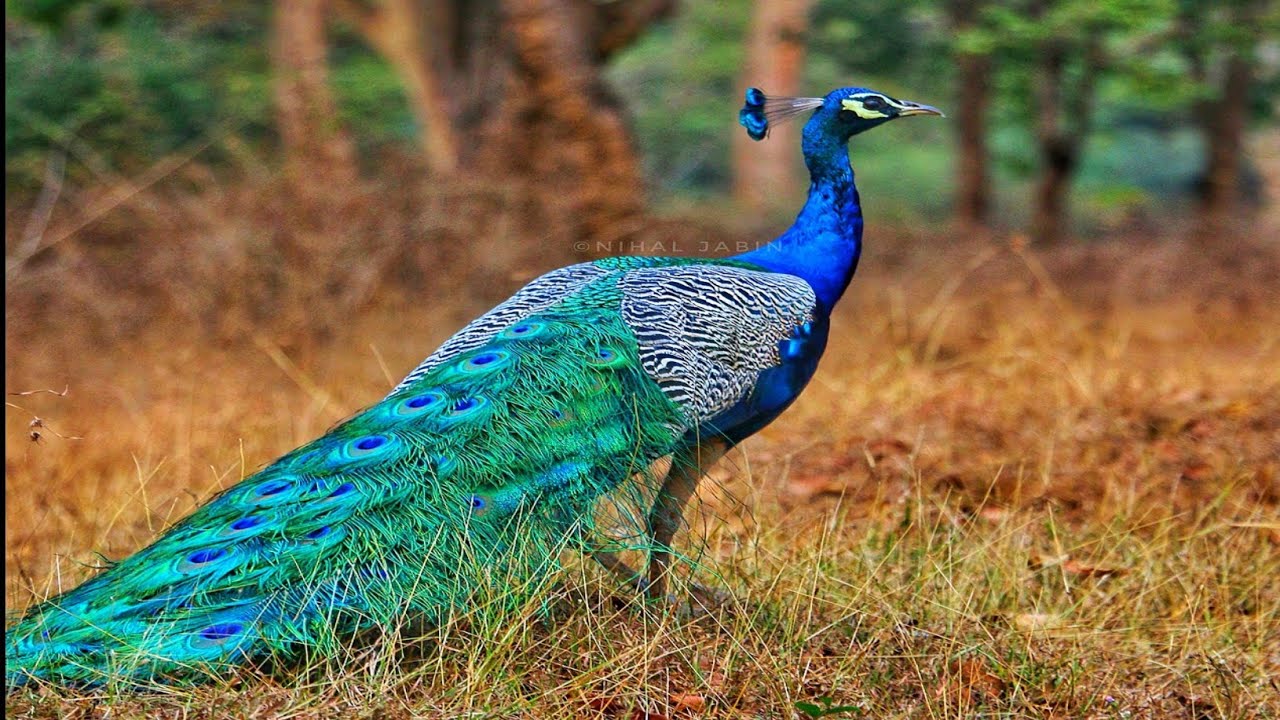 national bird of india essay in english