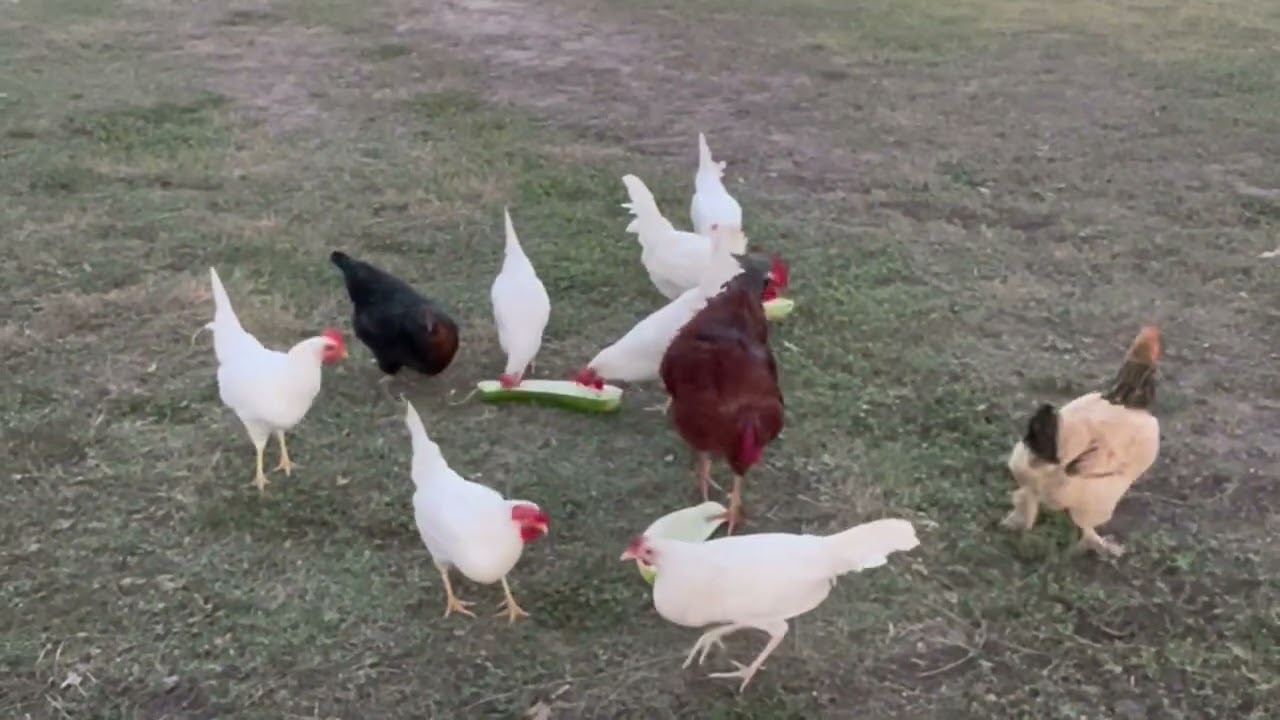 Slow life south Texas 