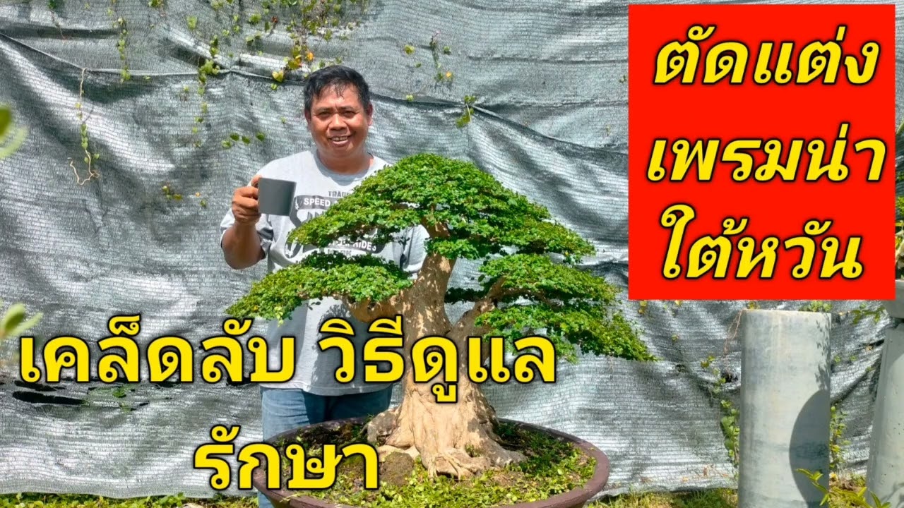 ตัดแต่ง เพรมน่าใต้หวัน และ  วิธีดูแลรักษา