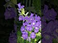 Огромное количество бутонов еле держит стебель колокольчика Чашка с блюдцем (Campánula)🌱
