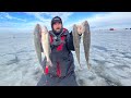 Early Ice Red Lake Walleye Fishing 2021 (LIMITS)