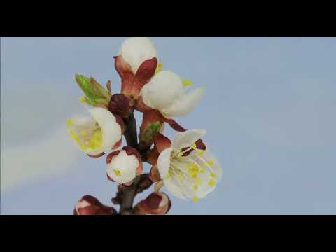 Blooming of flowers on a branch tree | Time Lapse