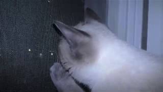 Cat vs Beetle by CAT for ALL 53 views 3 years ago 1 minute, 35 seconds