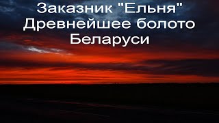 Древнейшее болото Беларуси! Беларусь. Природа. Экотропа. История. Туризм. Экотуризм. Дикая природа.