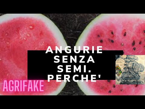 Video: Cocomero senza semi in crescita: come si coltivano angurie senza semi senza semi