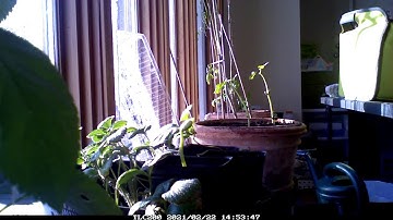 Mesmerizing Growth of a Pinto Bean || ViralHog