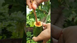 Healthy Green Papaya Masala