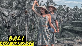 Experience a Rice Harvest in Bali, Indonesia | Things to Do for Free | Travel Vlog