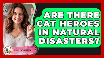 Are There Cat Heroes In Natural Disasters? - Happy Cat Handbook