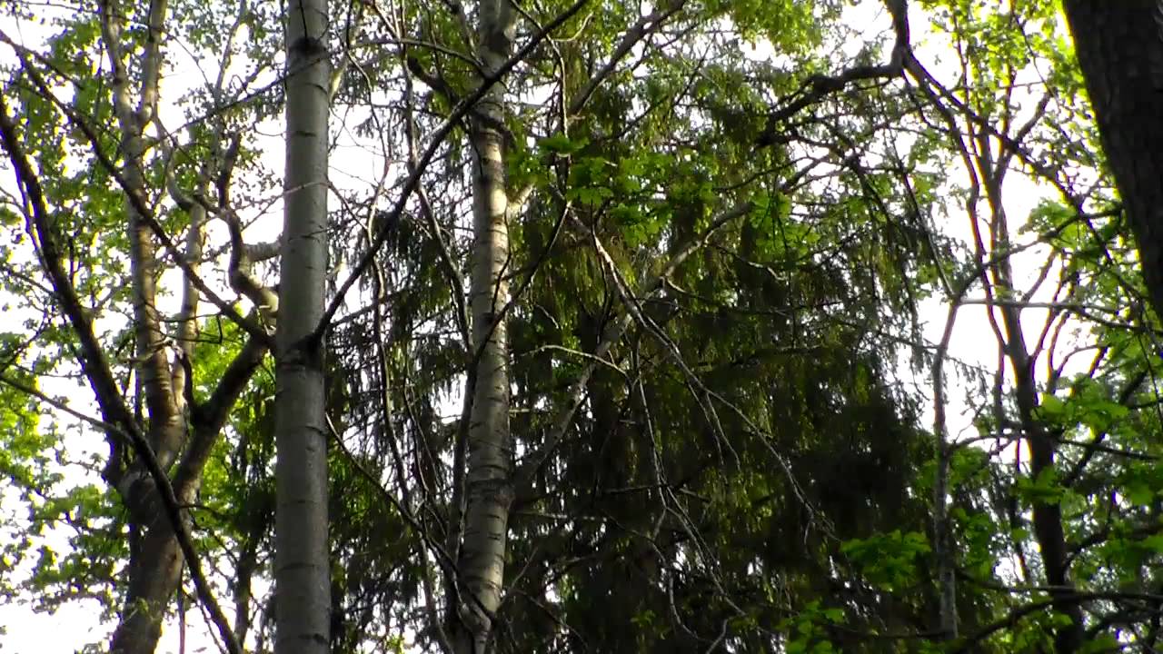 Fågel läte - YouTube