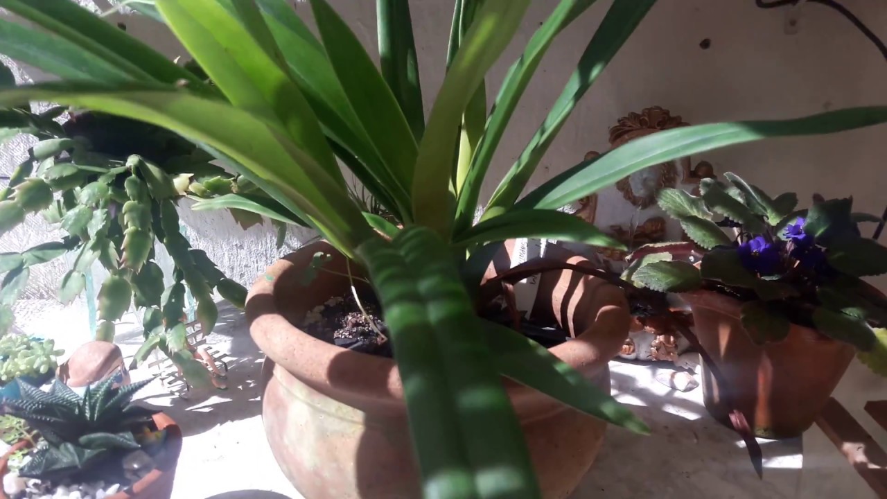 CULTIVO ATUAL DA ORQUÍDEA PHRAGMIPEDIUM SIDENII