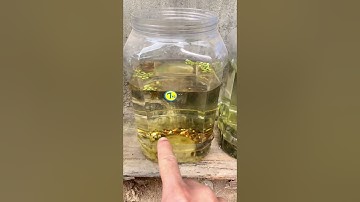 Tìm được yellow sentarum còn sót lại trong hồ cá