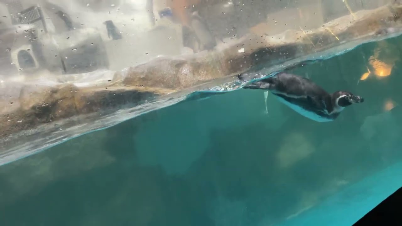 Trails to Antarctica - Penguin Exhibit Manila Ocean Park 7/21/22