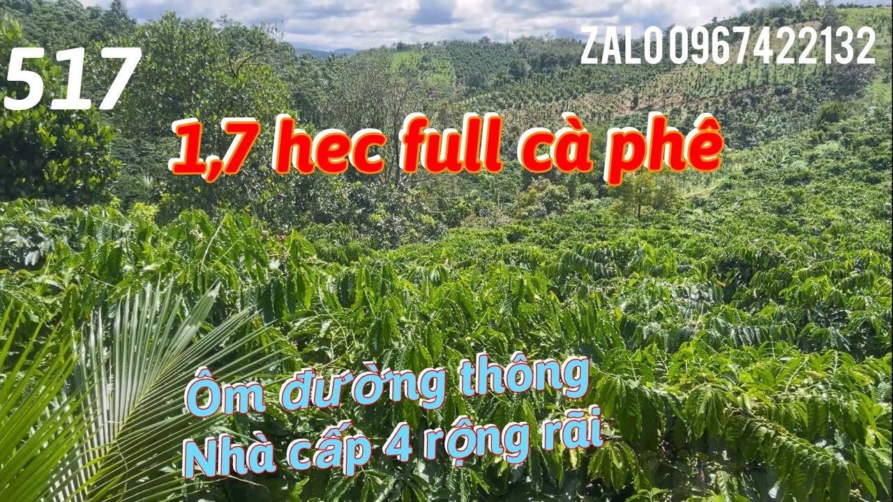 Cần bán 1,7 hec sổ đỏ đầy đủ trồng phun cây cà phê giống mới và cà phê đang thu hoạch mạnh có nhà