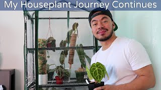 How to Acclimate Rare Houseplants | Indoor Mini Greenhouse