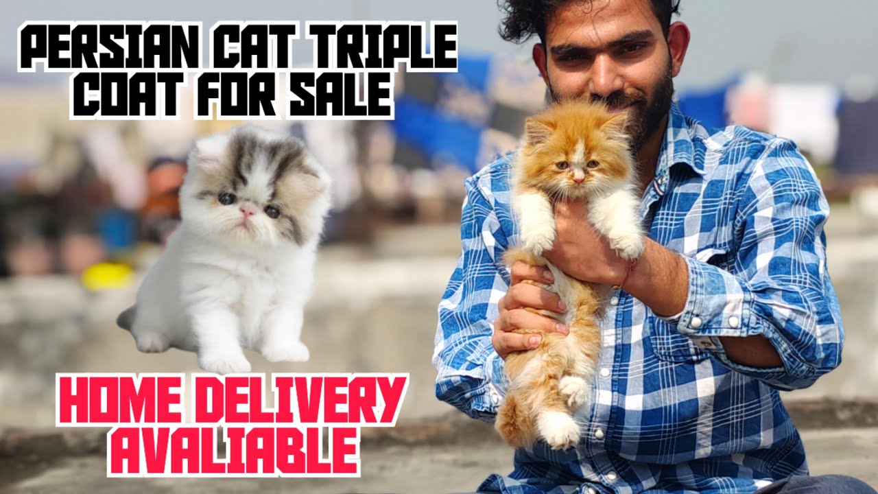 💥TRIPLE COAT LETER TRAINED PERSIAN CAT AVALIABLE • HOME DELIVERY AVALIABLE