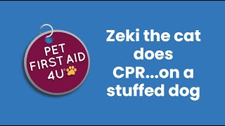 Zeki the cat does CPR on a stuffed dog  #petcpr #petfirstaid #petfirstaid4u