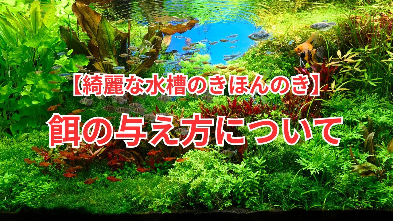 【水槽を綺麗にしたいならまずはここから！】餌の与え方について