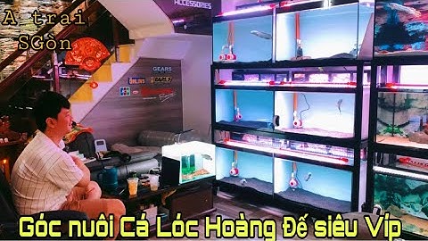 Góc nuôi cá Lóc Hoàng Đế vs Cá Nócc siêu Víp của A chàng Sài Gòn-Thái Salem vê lốc
