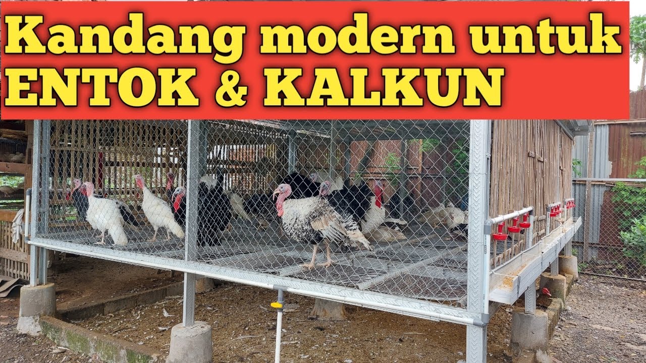 Review model kandang kalkun dan mentok modern
