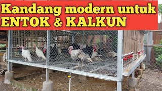 Review model kandang kalkun dan mentok modern