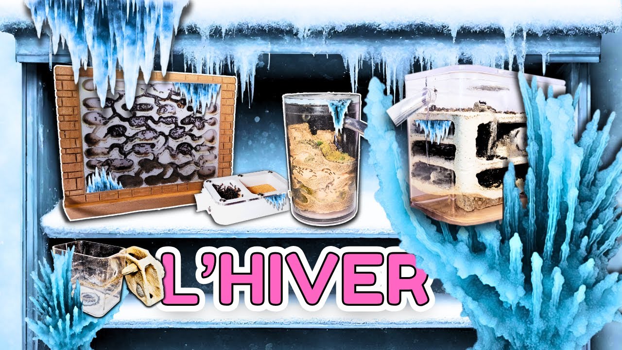 Mes MILLIERS de fourmis au frigo (c’est Tetris) !