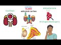 الغدد الصماء كورس المصطلحات الطبيه المستوي الأول Endocrine System 