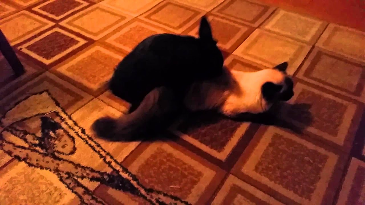 Кролик и кот мультфильм YouTube