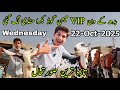 Memon Goth Bakra Mandi Latest Updates | 22 Oct 2025 | Bachoon Wali Or doodh Wali Bakriyan Aagain