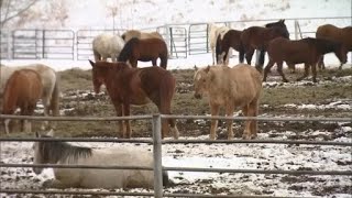 Full JeffCo considers giving 20 acres of fairgrounds land to the Westernaires youth organization News