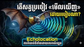 អាថ៌កំបាំងសត្វប្រចៀវ៖ ការមើលឃើញដោយប្រើរលកសំឡេង (Echolocation)
