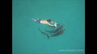 WILD MAN SPINNING with WILD DOLPHINS!