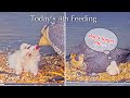 #23🦅🐥4°🐥4°🐥2°／Romsey Abbey🇬🇧Peregrine Falcon Nest 2026／by WildlifeWindows