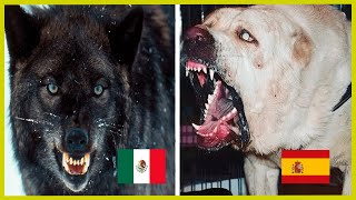 Las Mordidas de Perros Más Poderosas de Cada País