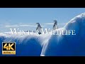 [4K] 11 Hours Of Animals In Winter Wonderland And Soothing Music for Relaxation | Heart Music