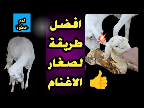 التعامل مع مواليد الاغنام و رضاعة مواليد الاغنام و اسباب موت البهم بعد الولادة