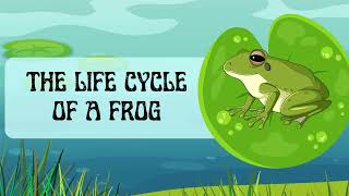 Life Cycle Of A Frog | Frog Life Cycle