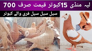 Layyah kabutar mandi lal jogi pigeon for sale l pigeon market l pigeon sound l fancy pigeon l pigeon