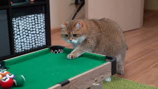 Hosico Cat play with VETRESKA Meownooker Cat Toy
