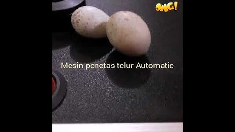 Alat Penetas telur otomatis