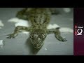 🇦🇺 Australia: Killer crocs  | 101 East