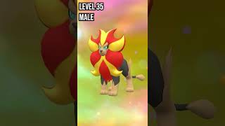 Litleo | Pyroar | Evolution in Pokemon Scarlet & Violet #pokemon #evolution #shorts Litleo | Pyroar | Evolution in Pokemon Scarlet & Violet #pokemon #evolution #shorts