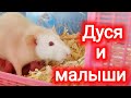 Дуся и малыши! Домашние крысы.