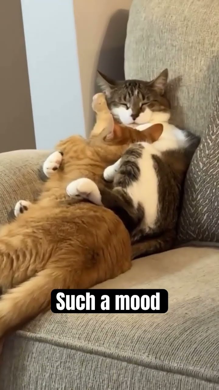 Kittyo enjoying the mood and like yeah ima just vibes