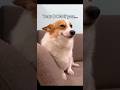 Your DOG if you… cute edition #dog #puppy #cutedog #viral #blowup